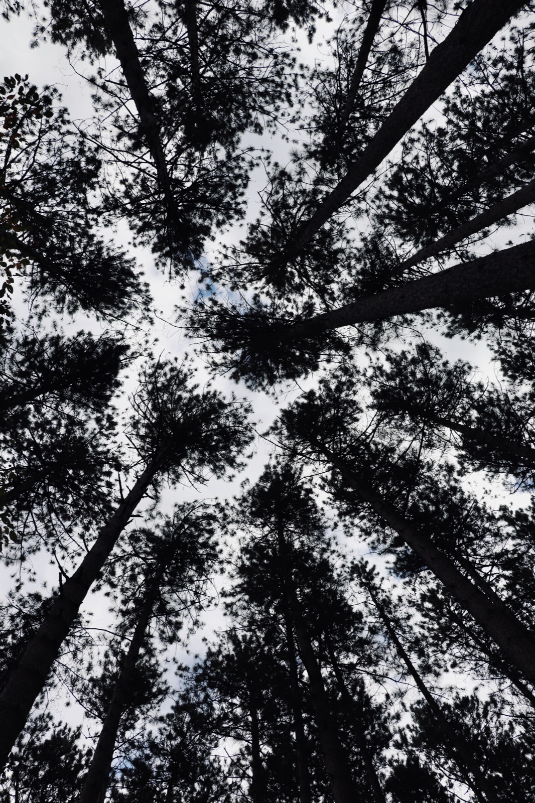 Black and white view up through a conifer canopy